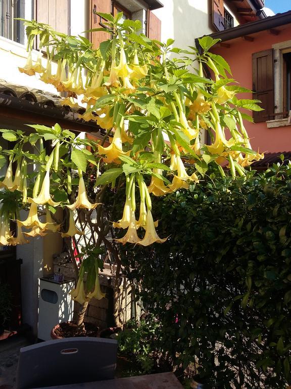 La Carbonara 6 Bed and Breakfast Bardolino Exteriör bild